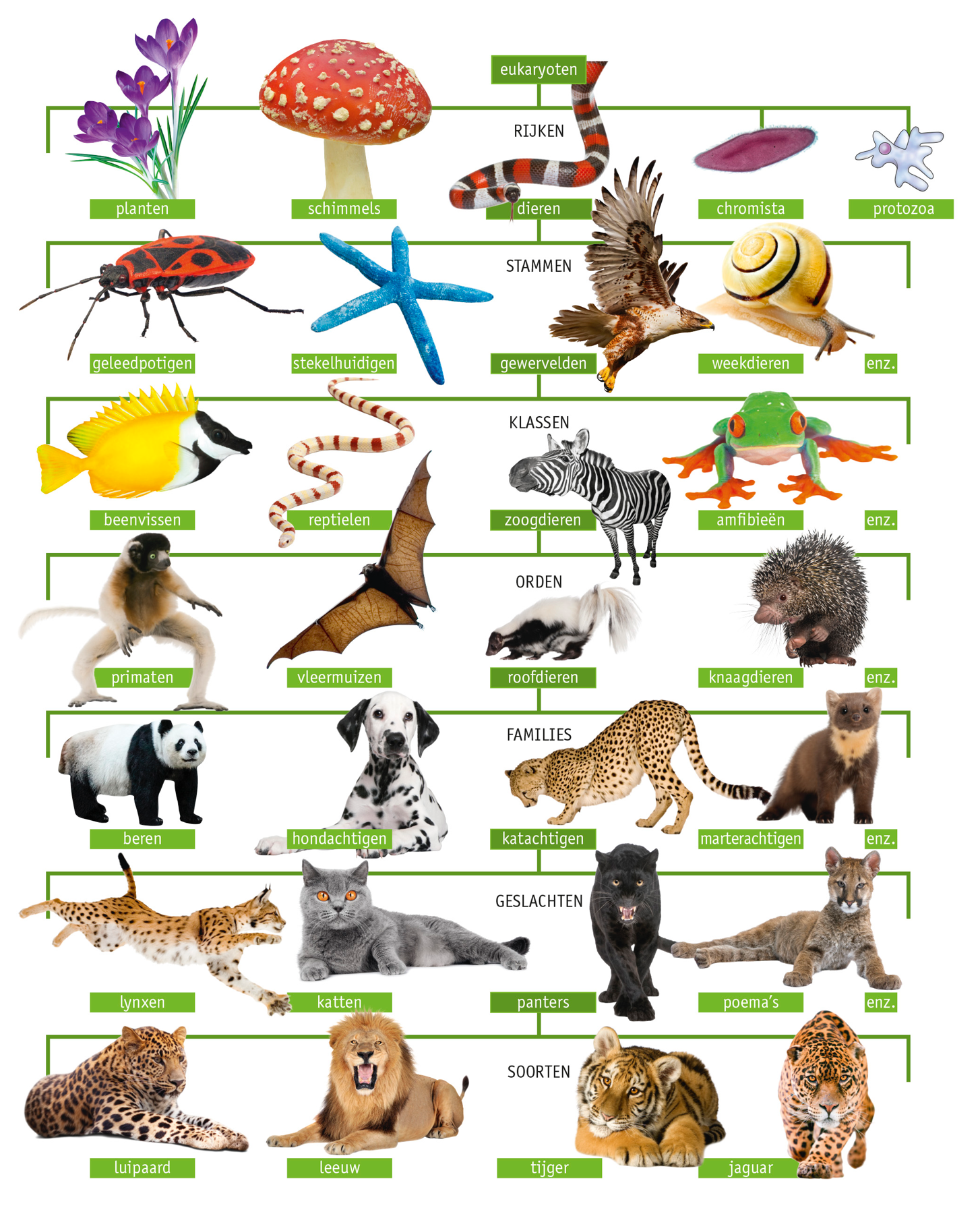 Verschillende dierengroepen