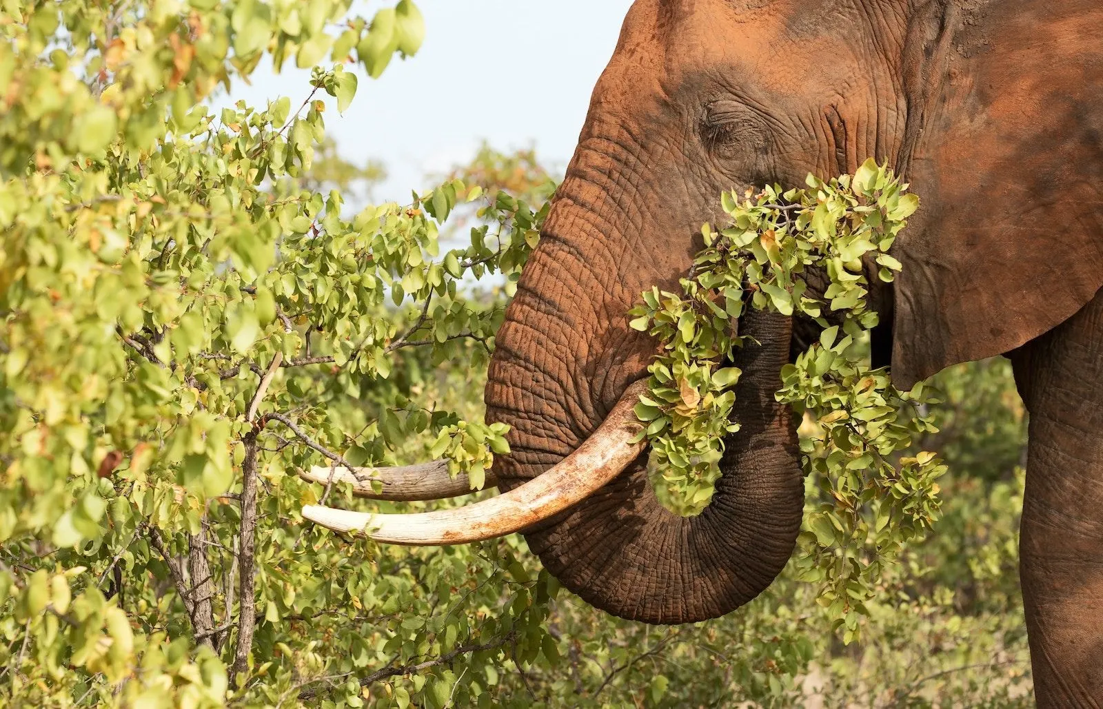 Planteneter Olifant