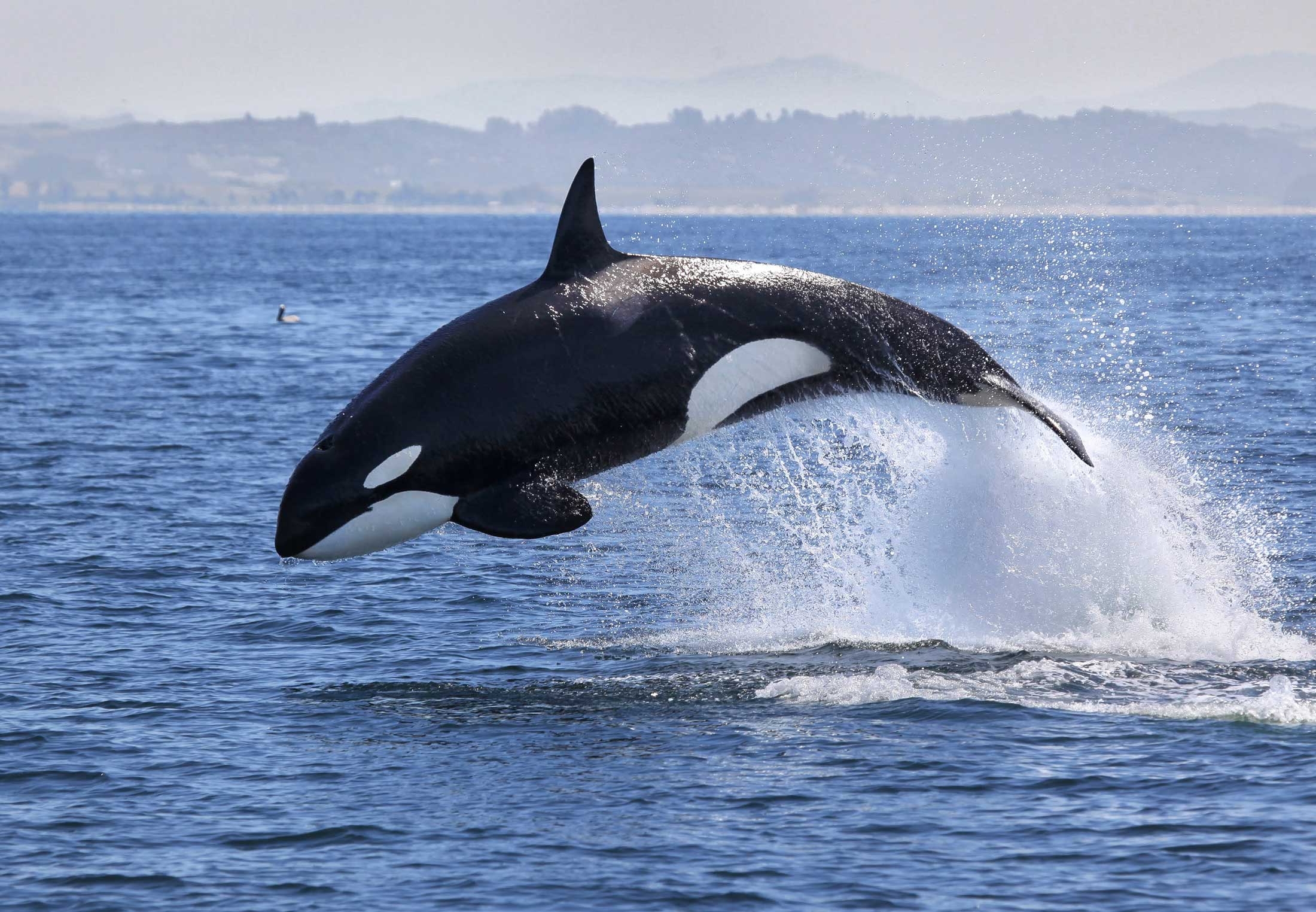Orka